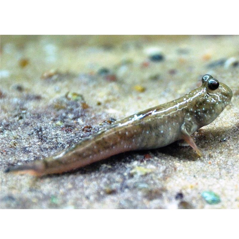 Periopthalmus novemradiatus - imagine 3